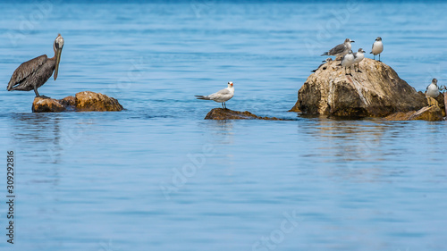 Laughing Gulls and a Pelican bird standing/ foraging on ocean rock boulders. Group of wild birds enjoying a tropical island sunny summer day out on the ocean/ sea water.  photo