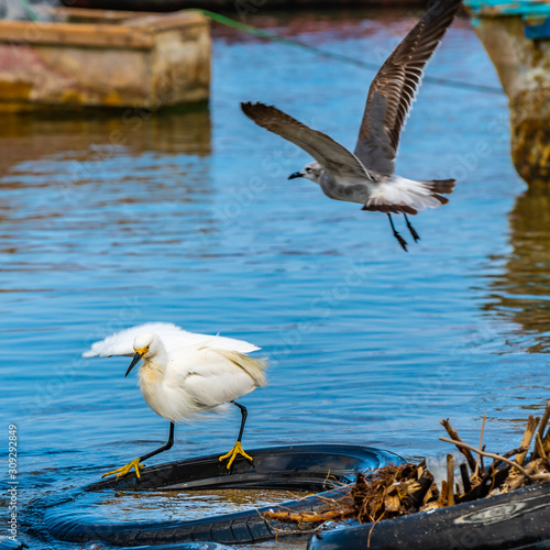 Dirty white Snowy Egret (Egretta thula) standing on old tire foraging in shallow water in search of fish for food. Young Laughing Gull (Leucophaeus Atricilla) flying above. Fishing boats in background