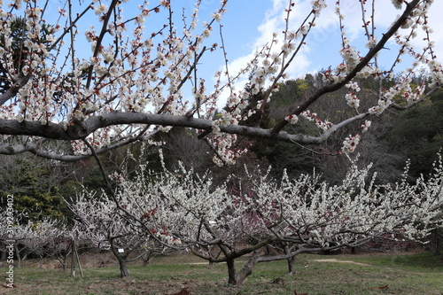 梅の花　八郎 photo