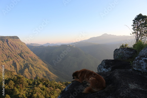dog overlooks valley