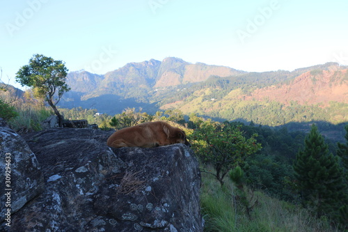 Dog lays on rock cliff edge