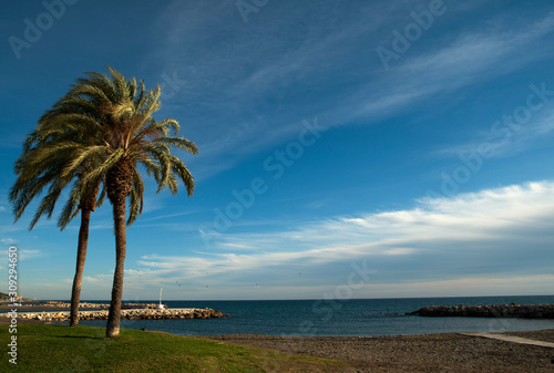 malaga beaches view with palm trees, grass and blue sky with soft clouds