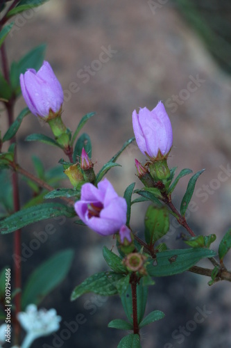 opening purple flower with hairs