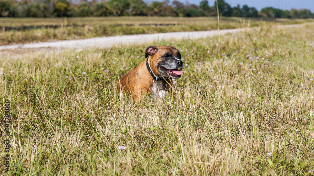 Dog plays fetch in a field