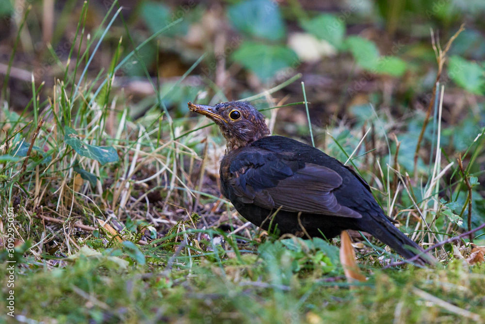 Common Blackbird (Turdus merula) showing symptoms and behaviour of Usutu Virus disease, Bavaria, Germany Common Blackbird (Turdus merula) showing symptoms and behaviour of Usutu Virus disease, Bavaria, Germany