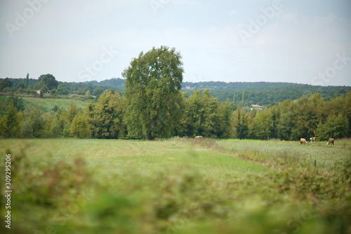 amazing colors of plants in nature and yellow sunflowers