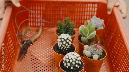 Collection of Cactus in basket, picked to be purchase. at Cactus Valley, Cameron Highlands.