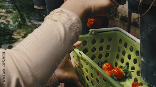 Beautiful natural strawberry farm, green garden at Cameron Highlands, Malaysia. Visitors able to self pluck the strawberry fruit using scissor, eat it fresh. Big strawberry farm industry in Malaysia.