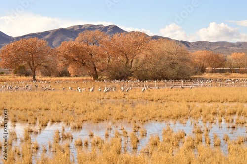 New Mexico Bird Sanctuary