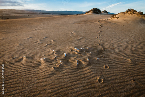 Sand dunes at sunset, the trail of an animal and remaining bones of some animal photo