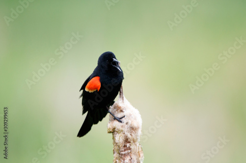 Red winged black bird swinging near its nest 
