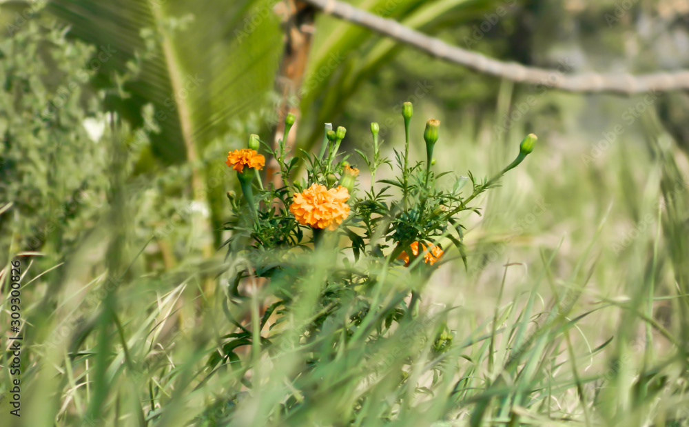 Fresh marigold flower in farm. Marigold flower behind grass. Marigold flower in focus in the fields Fresh marigold flower in farm. Marigold flower behind grass. Marigold flower in focus in the fields