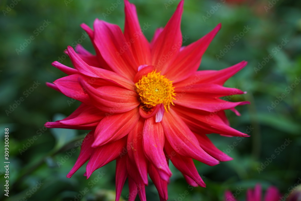 Obraz premium ダリア