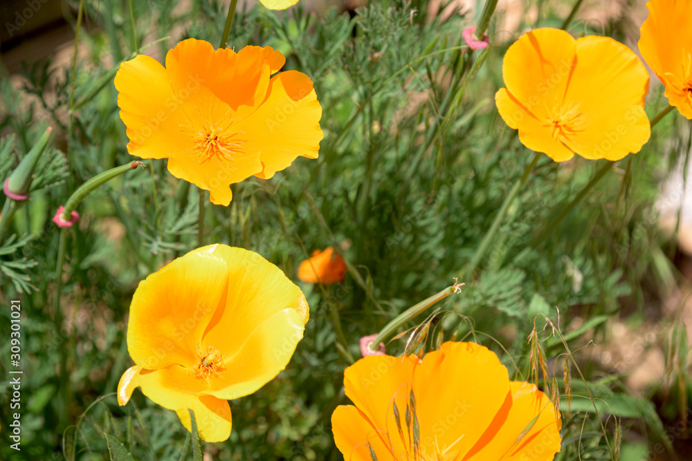 Fototapeta premium Summer Flowers #6