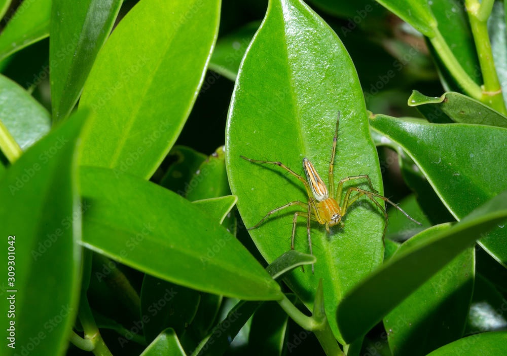 Fototapeta premium Macro insect on the leaves with the green theme 