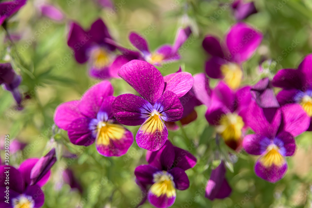 Obraz premium Summer Flowers #10