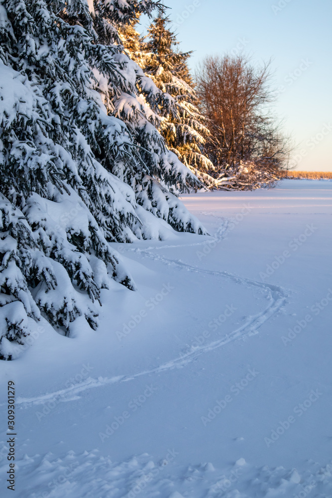 Animal tracks in the deep snow next to a forest vertical