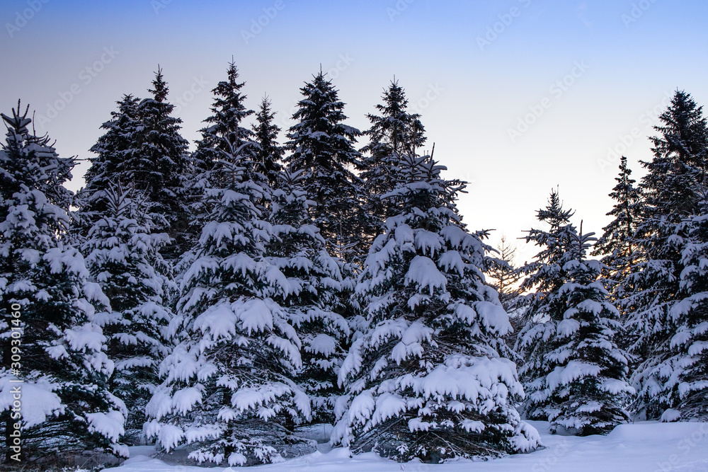 Snow covered pine trees in Wisconsin during December Snow covered pine trees in Wisconsin during December