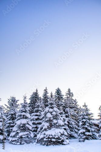 Pine trees covered with a blanket of snow in December with copy space
