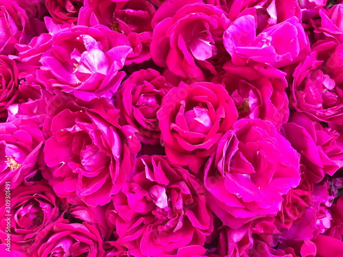 Close up Pink rose petals background,
