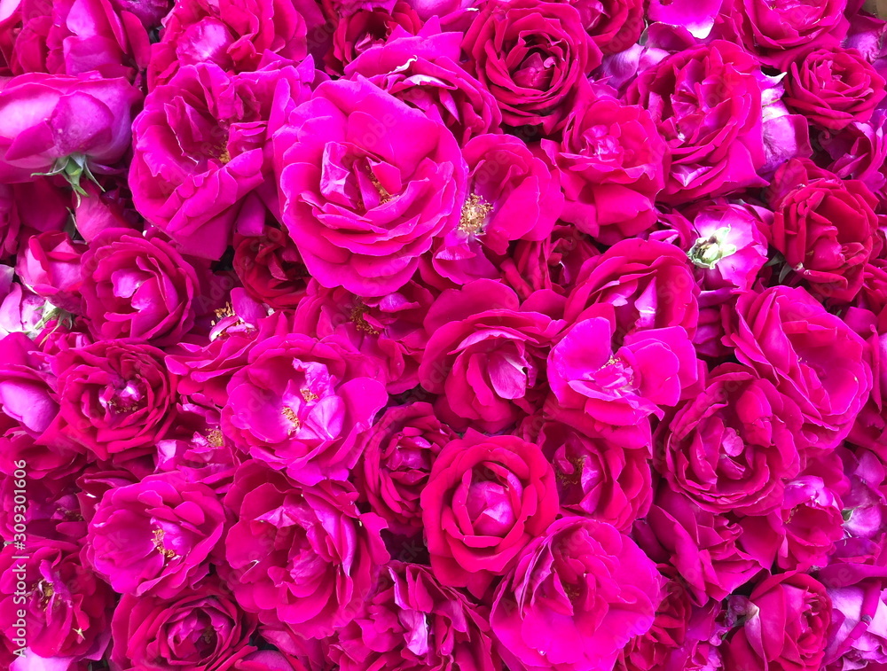 Close up Pink rose petals background, Close up Pink rose petals background,