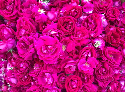 Close up Pink rose petals background 