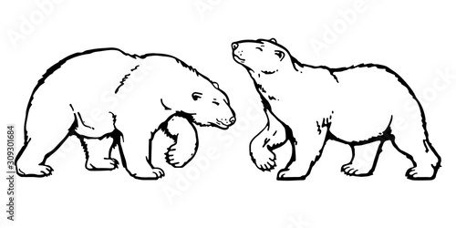 A sketch of two polar bears. vector illustration with animals