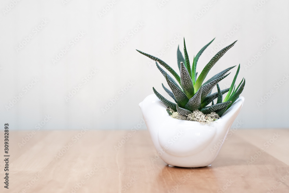 Dark green plant in white pot and white background Dark green plant in white pot and white background
