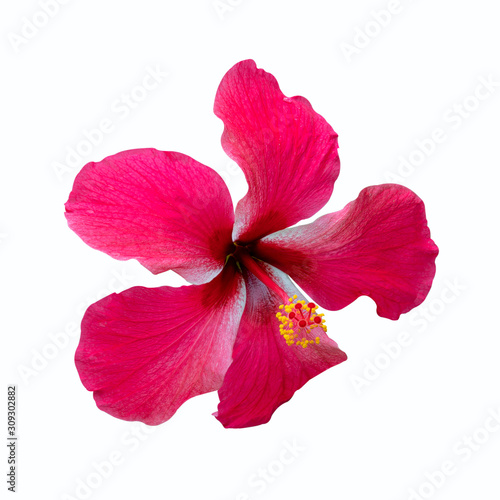 Red Shoe flowers of Hibiscus flowers isolated on white background with clipping path.