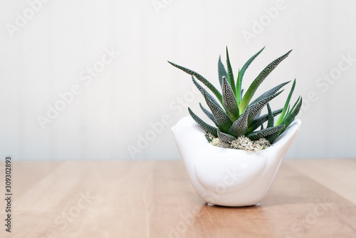 Dark green plant in white pot and white background