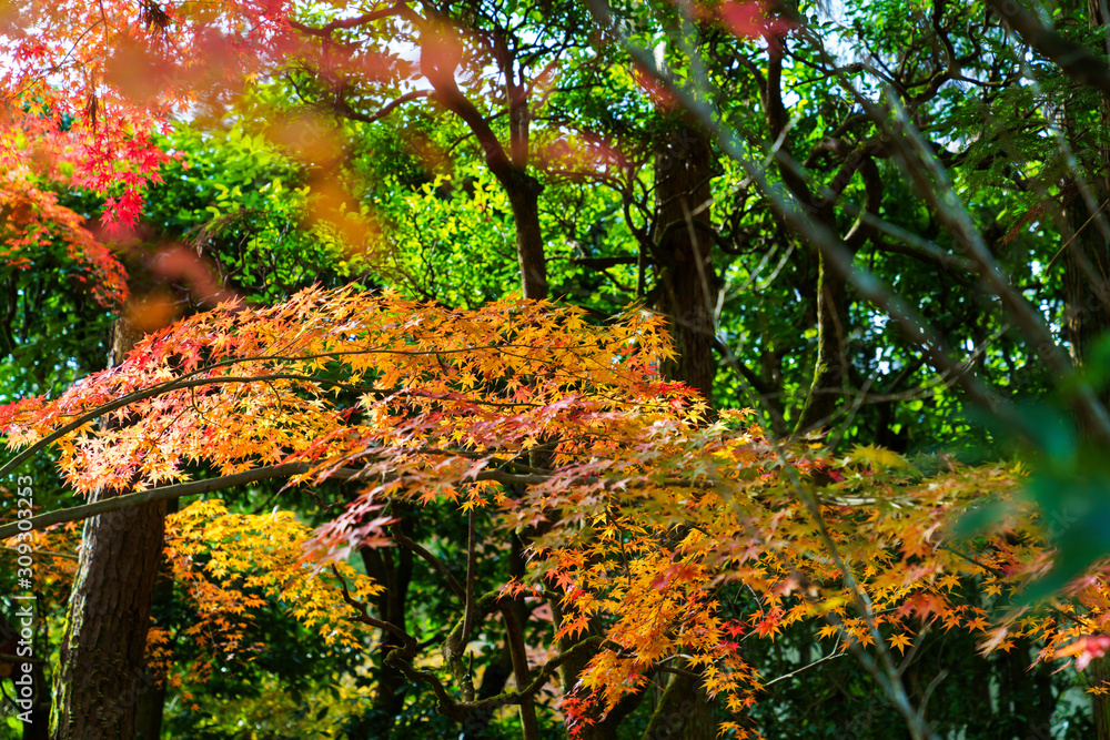 紅葉するモミジ