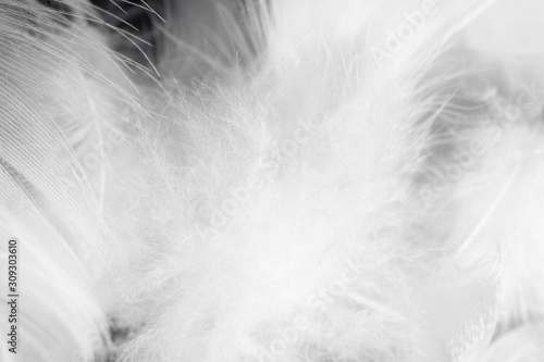Beautiful macro white feather swan pattern texture background