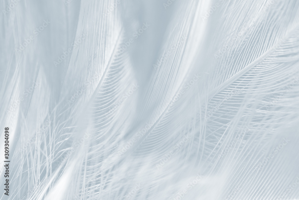 Beautiful white baby blue colors tone feather pattern texture background Beautiful white baby blue colors tone feather pattern texture background