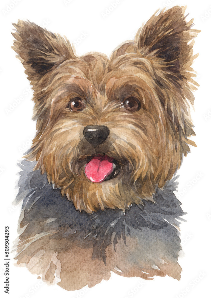 Water colour painting of Yorkshire Terrier 008