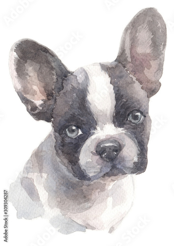 Water colour painting of French bulldog 007 © Blueten