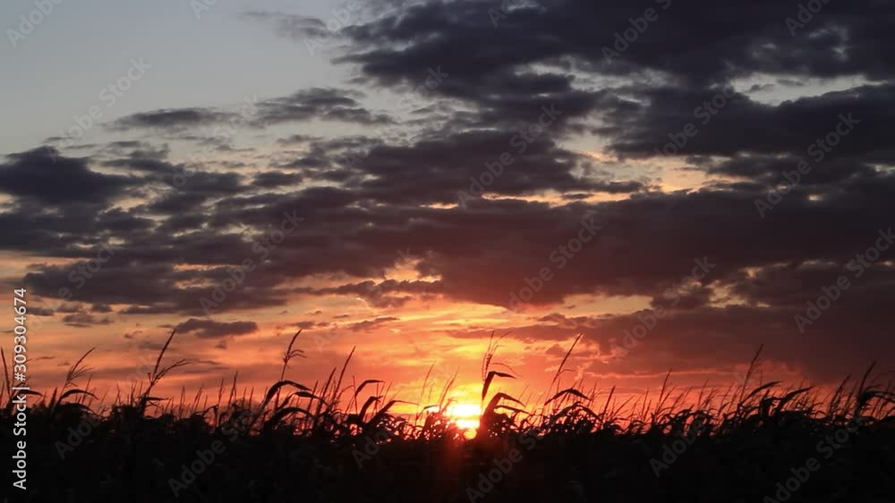 A beautiful and dramatic sunset sky silhouettes a cornfield on a farm in the American Midwest in this looping video. A beautiful and dramatic sunset sky silhouettes a cornfield on a farm in the American Midwest in this looping video.