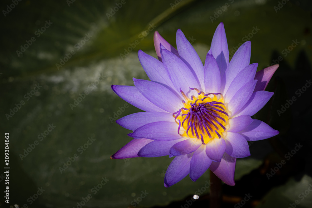 beautiful waterlily or lotus flower in pond. beautiful waterlily or lotus flower in pond.