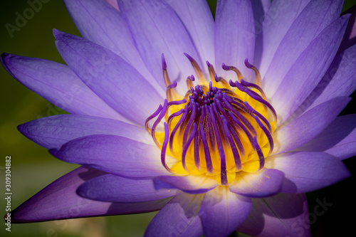 Close up of purple water lily.