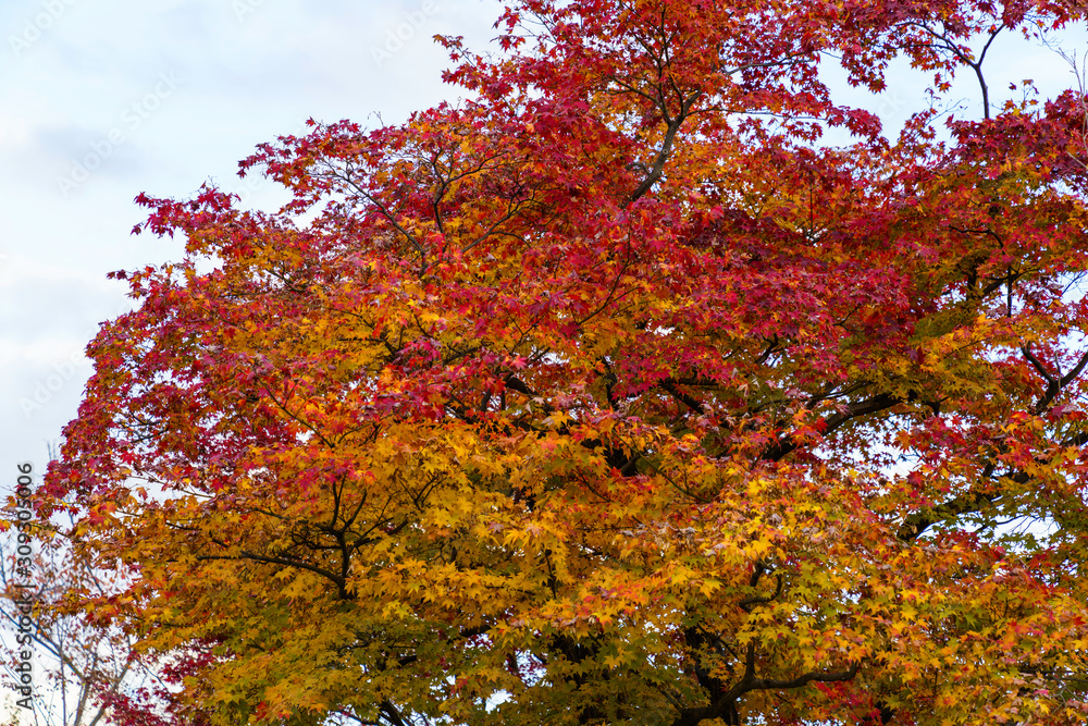 紅葉するモミジ