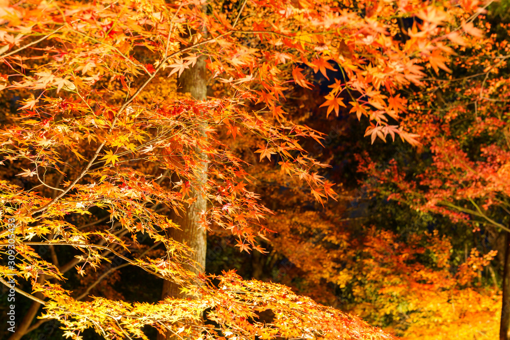 紅葉するモミジのライトアップ