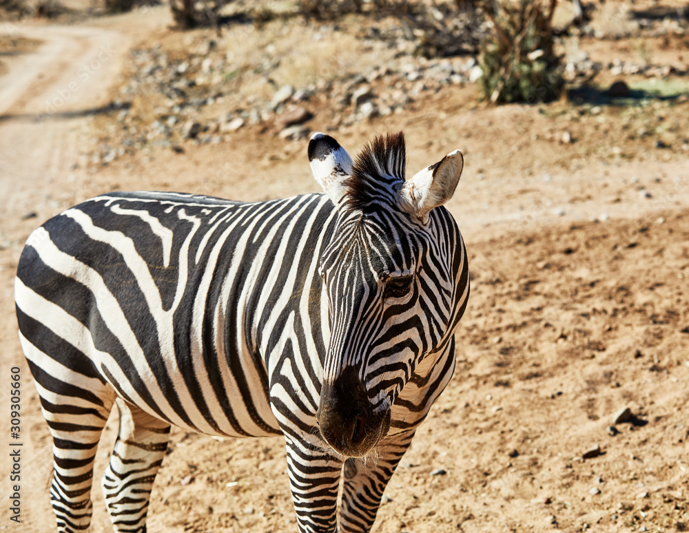 A Zebra standing Alone