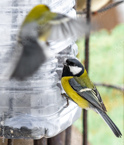 Bird tit at the feeding trough, winter nature. © Prikhodko