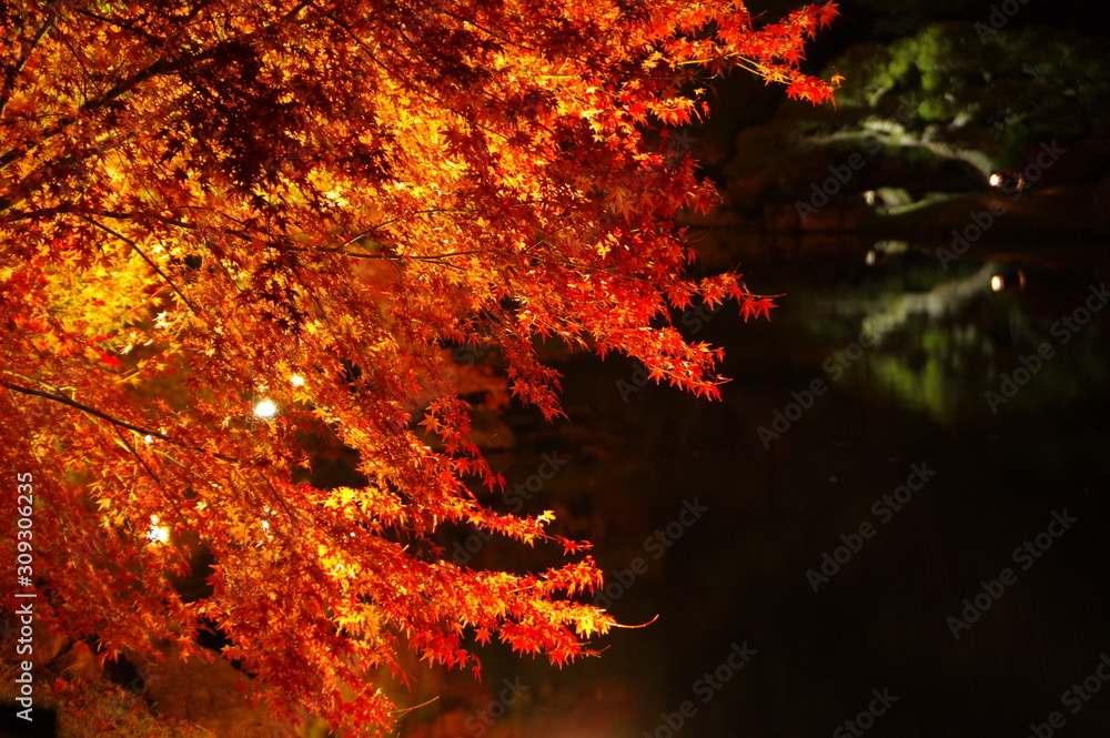 夜の紅葉