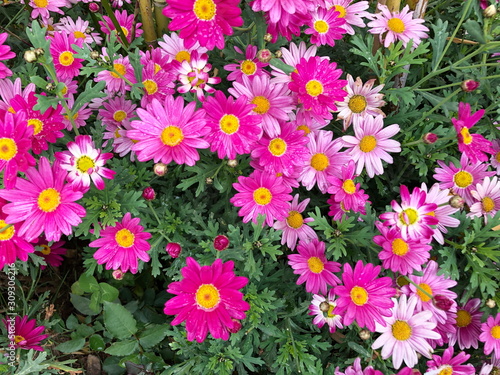 Pink Cosmos flowers in the garden