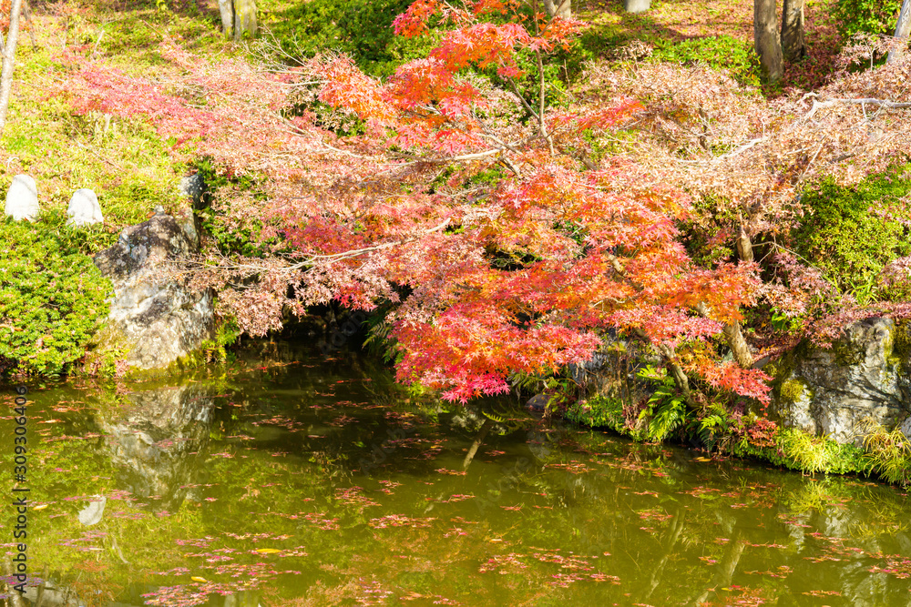 庭園の池と紅葉したモミジ