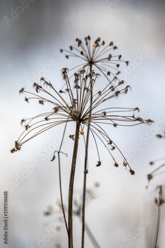 Hogweed dry flower plant in winter, blurred background. © Prikhodko