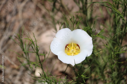 Sego Lily, the Utah State Flower photo