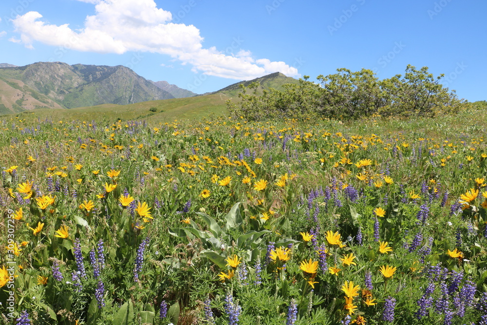 Wasatch mountain foothills wildflowers in early summer near Salt Lake City, Utah