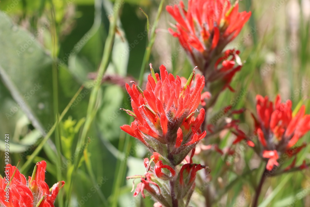 Red Indian Paintbrush blooms in the foothills of the Wasatch range near Salt Lake City, Utah in early summer