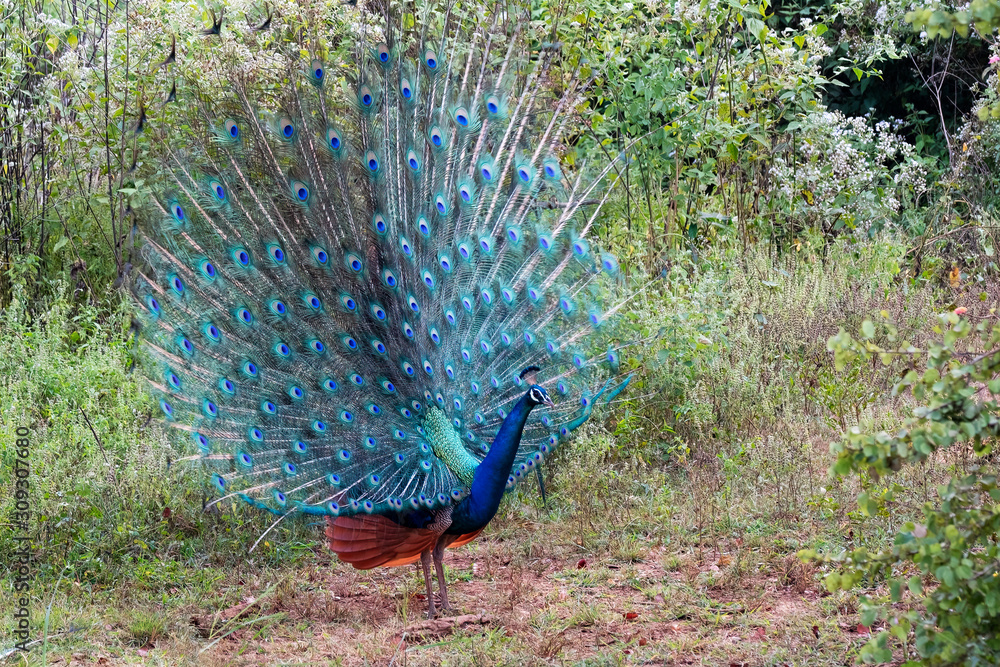 Obraz premium Peacock (Pavo cristatus), Udawalawe National Park, Sri Lanka